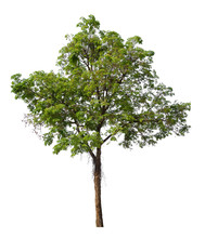 Single Tree With Clipping Path 