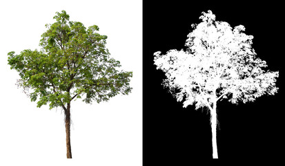 Wall Mural - single tree with clipping path and alpha channel