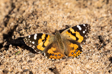 Wall Mural - Australian Painted Lady Butterfly (Vanessa kershawi). Walpeup, Victoria, Australia