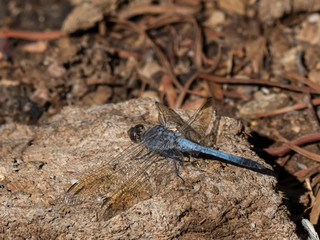 Wall Mural - Blue Skimmer Dragonfly (Oethetrun caledonicum). Maree, South Australia, Australia