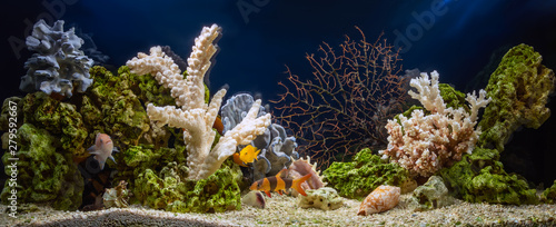 Obraz akwarium  akwarium-slodkowodne-w-stylu-pseudo-morskim-aquascape-i-aquadesign