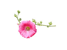 Inflorescence Sweet Colorful Pink Hollyhock (Alcea Rosea) Blooming And Green Bud Flowers With Stem Isolated On White Background , Clipping Path