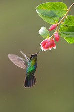 Fiery-throated Hummingbird Drinking Nectar From Red Flower