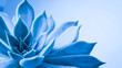Close up succulent flower head with water rain drop , a blue nature plant tone