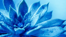 Close Up Succulent Flower Head With Water Rain Drop , A Blue Nature Plant Tone