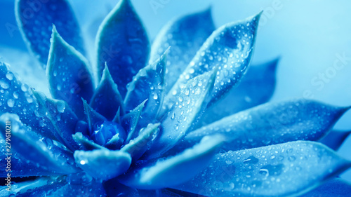 Plakat makro - duże kwiaty  bliska-soczysta-glowa-kwiatu-z-kropli-wody-niebieski-odcien-roslin-natury
