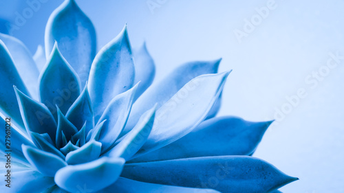 Dekoracja na wymiar  zblizenie-soczystej-glowki-kwiatu-z-kropla-deszczu-wody-niebieski-odcien-rosliny-natury