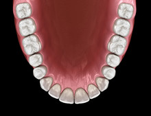 Maxillary Human Gum And Teeth. Medically Accurate Tooth 3D Illustration