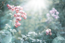 Romantic Vintage Rose Flowers In Diffuse Sun Light With Bokeh  -  Retro Filter Background 