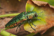 Lime tree jewel beetle. A colorful insect species occurring in Europe in its natural environment.
