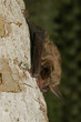 Bechstein's bat, a species of vesper bat found in Europe and western Asia, living in extensive areas of woodland and in caves.
