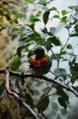 Green Colorful Bird (Vernal Hanging Parrot)