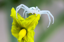 White Crab Spider Misumena Vatia Sits On A Yellow Tomato Flower And Waits For Prey, Macro Photography