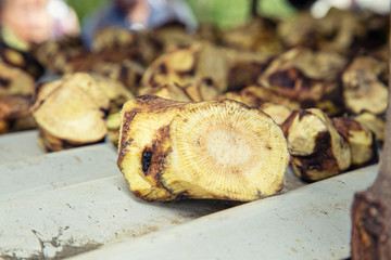 Kava Kava roots selective focus for background