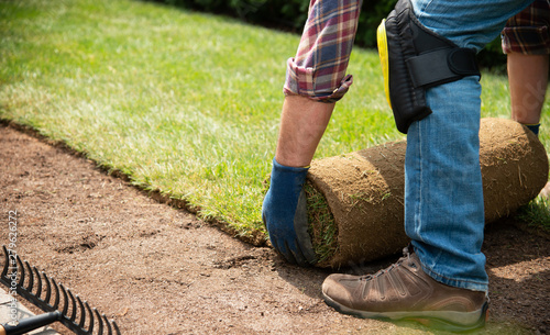 Cuadros en Lienzo Installing turf rolls in the garden