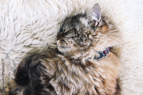 collars for long haired cats