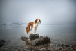 Kooikerhondje on a rock in a lake. Beautiful dog in amazing landscape.