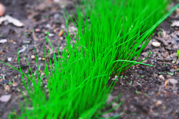 bright green grass on black soil, diagonal, close-up