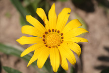 Bright Yellow Clumping Gazania Or Gazania Rigens (syn. G. Splendens) Flower Close-up In Garden
