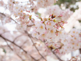  桜 花見
