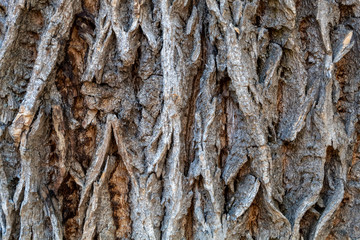 Closeup Tree Bark Texture Background