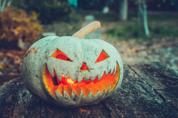 pumpkin for Halloween in autumn in nature