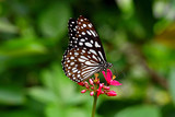 Fototapeta Krajobraz - Beautiful Black and White Butterfly Perching on Red Flowers