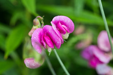 Pink Sweet Pea Flowers