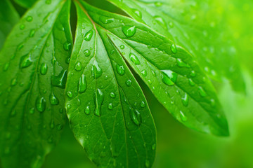 Wall Mural - Raindrops on green leaves. Macro. Dew drops in the morning on green leaves. Nature in spring and summer. Water on the leaves close up. Green natural background.