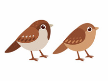 Male And Female Sparrows