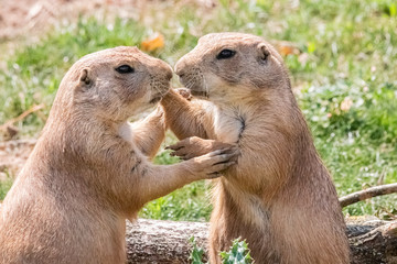 prairie dog in close up