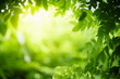 © Fahkamram - Nature of green leaf in garden at summer. Natural green leaves plants using as spring background cover page greenery environment ecology wallpaper