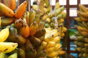 many bunch of growing ripe bananas, Musa acuminata Colla