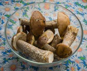 Forest mushrooms - healthy nature food