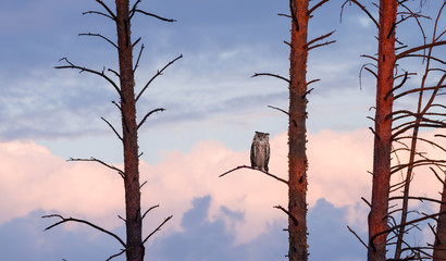 Wall Mural - The horned owl sits on a pine at sunset against the sky with clouds.