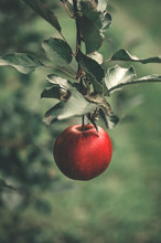 Organic Apples Hanging From A Tree Branch In An Apple Orchard