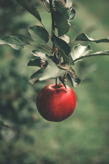 organic apples hanging from a tree branch in an apple orchard