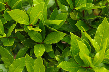 Organic Laurel Tree With Bay Leaves In Garden