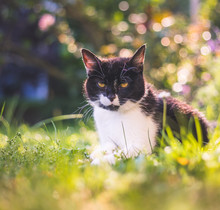 Cute Cat Is Enjoying The Summer. Black White Cat Is Lying In The Grass Of The Own Garden, Blurry Colorful Background