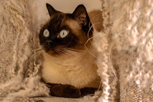 Blue-eyed Siamese Cat Laying In The Cat House