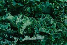 Background Of Fresh Green Curly Leaves Of Kale