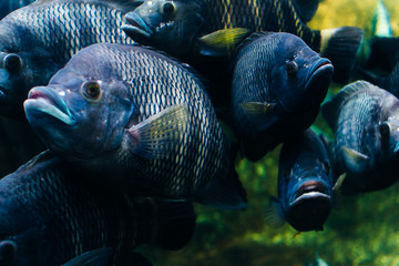 big gray Fish in the Aquarium