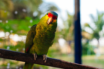 Wall Mural - green parrot sitting on a branch behind the net