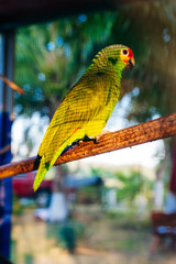 Wall Mural - green parrot sitting on a branch behind the net