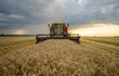 © Игорь Кляхин - harvester removes wheat field on the background of the sunset cloudy sky