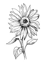 Sketch Of Sunflower. Hand Drawn Outline Converted To Vector.