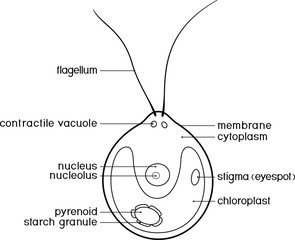 Sticker - Coloring page with structure of Chlamydomonas cell with titles