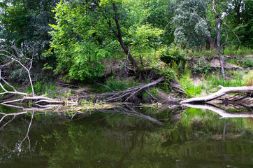 Wall Mural - Fallen trees on the bank