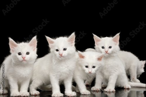 Four Little White Maine Coon Kittens Sitting On Isolated Black