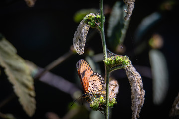 Wall Mural - my Butterfly